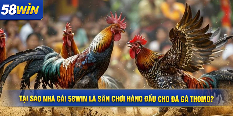 Tai sao nha cai 58WIN la san choi hang dau cho da ga Thomo