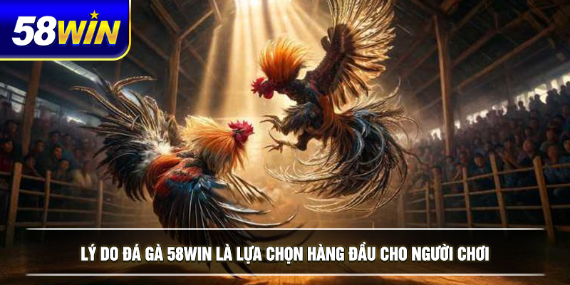 ly do da ga 58win la lua chon hang dau cho nguoi choi